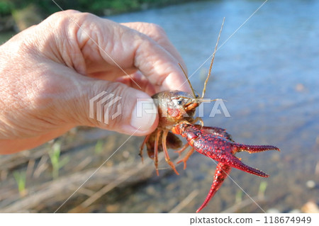 小美國小龍蝦 小美國小龍蝦 118674949