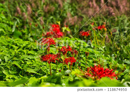 一乘谷朝倉氏遺址-秋天的彼岸花 118674950