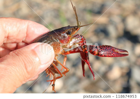 Small American crayfish 118674953