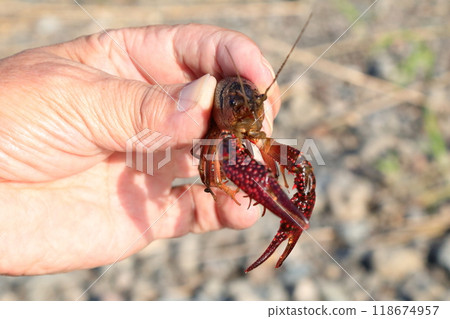 小美國小龍蝦 小美國小龍蝦 118674957