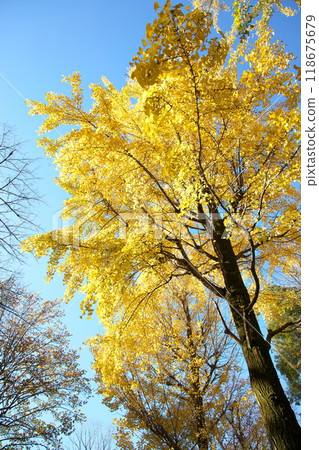 Blue sky and yellow ginkgo leaves Blue sky and yellow ginkgo leaves 118675679