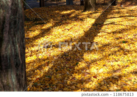 Carpet of yellow ginkgo leaves Carpet of yellow ginkgo leaves 118675813
