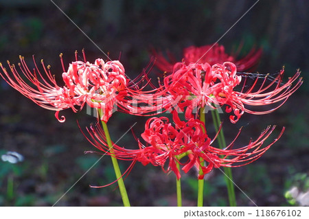 Cluster amaryllis Cluster amaryllis 118676102
