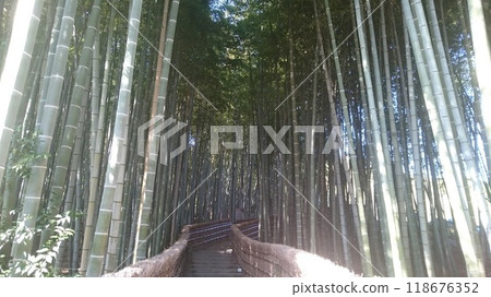 Bamboo forest path at Adashino Nenbutsu-ji Temple Bamboo forest path at Adashino Nenbutsu-ji Temple 118676352