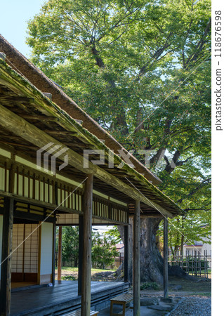 A giant Zelkova tree stands at the villa of the former Akita feudal lord Satake, Joshitei, Akita City 118676598