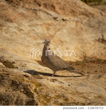 Eurasian Collared Dove also known as turtledove 118676715