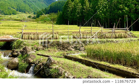 Autumn harvest work (rice harvesting and drying) has begun at the terraced rice fields at the foot of Mt. Kurakake (Yotsuya Senmaida, Shinshiro City, Oku-Mikawa region, Aichi Prefecture) Autumn harvest work (rice harvesting and drying) has begun at the terraced rice fields at the foot of Mt. Kurakake (Yotsuya Senmaida, Shinshiro City, Oku-Mikawa region, Aichi Prefecture) 118676729