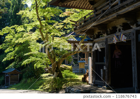 A large maple tree standing next to the Sanmon gate of Fudaiji Temple, Akita City A large maple tree standing next to the Sanmon gate of Fudaiji Temple, Akita City 118676743