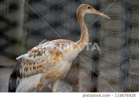 Two juvenile  Red-crowned Crane (Grus japonensis). immature birds 118676926