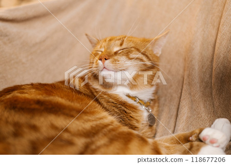 Ginger cat is sleeping on a couch with a collar around its neck 118677206