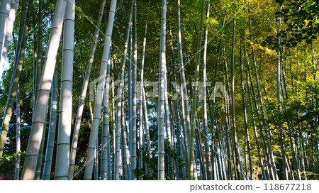 Soak up negative ions while gazing up at the bamboo forest 118677218