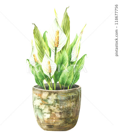 Watercolor home plant potted. Tropical green leaves with buds and white Calla flowers in rustic vintage pot. Anthurium exotic houseplants. Watercolor hand drawn illustration. Isolated from background Watercolor home plant potted. Tropical green leaves with buds and white Calla flowers in rustic vintage pot. Anthurium exotic houseplants. Watercolor hand drawn illustration. Isolated from background 118677756