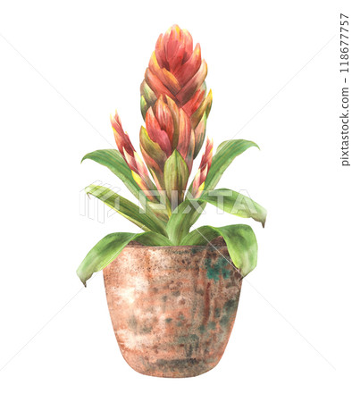 Houseplant. Interior exotic red home plants potted. Home red flower pot closeup. Tropical bromeliad, indoor plant. Exotic greenery clipart. Watercolor hand drawn illustration. Isolated from background 118677757