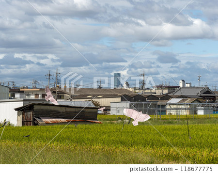 稻田一望無際的大阪府松原市的風景 118677775