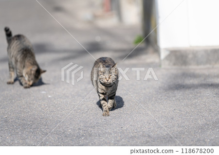 走在胡同的貓 118678200