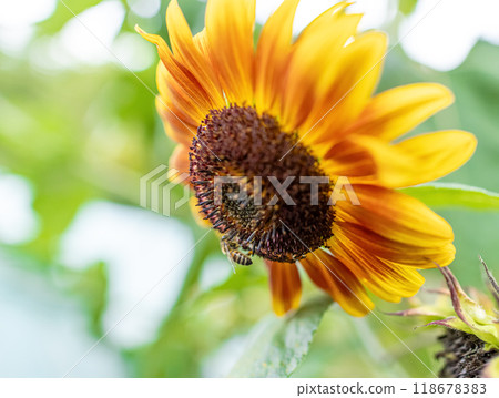 Honey bee on beautiful sunflower 118678383