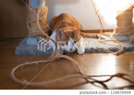 Brown tabby and white cat aiming at the rope 118678409