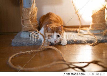 Brown tabby and white cat aiming at the rope Brown tabby and white cat aiming at the rope 118678410