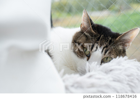 Cat relaxing by the window Kijitora Shiro Cat relaxing by the window Kijitora Shiro 118678416