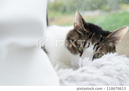 貓咪在窗邊休息 木虎四郎 118678613