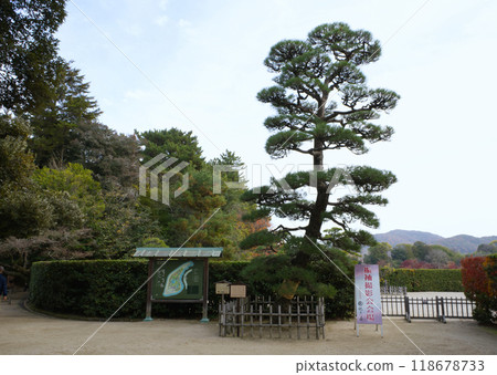 A large bonsai tree at the entrance to Okayama Korakuen Garden A large bonsai tree at the entrance to Okayama Korakuen Garden 118678733
