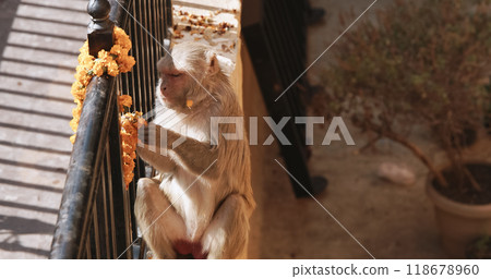 Monkey eats yellow flowers from a sacrificial wreath. Bonnet Macaque - Macaca Radiata Or Zati eating ritual flowers on street. 118678960