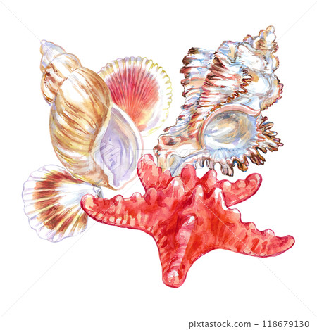 Seashell composition of Rosy Wolf snail, Calico Scallop, Common Starfish, Murex Endivia in watercolor. A marine gastropod mollusks, large sea snails with yellow, red, brown spots, stripes. Hand-drawn 118679130