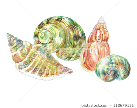 Seashell composition of Rosy Wolf snail, Calico Scallop, Turbo Moon, Voluta Virescens, Conch sea shell in spiral hand drawn in watercolor. Marine gastropod mollusks, sea snails of the world's ocean Seashell composition of Rosy Wolf snail, Calico Scallop, Turbo Moon, Voluta Virescens, Conch sea shell in spiral hand drawn in watercolor. Marine gastropod mollusks, sea snails of the world's ocean 118679131