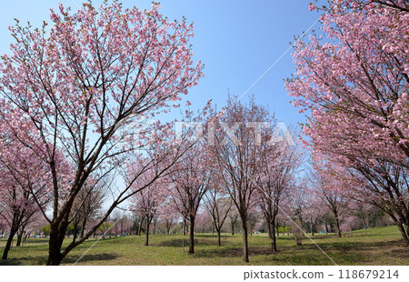 赤城南側千櫻花、世界櫻花區風景 118679214