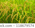 Newly ripened rice 118679574