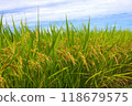Newly ripened rice 118679575