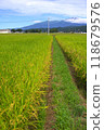 Mountains and rice swaying in the wind New rice 118679576