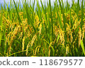 Newly ripened rice 118679577