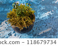 Small bonsai with moss 118679734