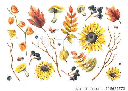 Autumn berries physalis, chokeberry, rowan leaves, maple, birch, russula mushrooms, rudbeckia flowers tree branches and ladybugs. Watercolor illustrations. Set of elements isolated from the background 118679770