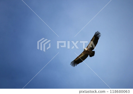 Powerful Bald Eagle Soars against the Blue Sky on a Sunny Day in the Wildlife. Long Feathers of the wide-spread Wings cut through the air. The Predatory Gaze Directed Forward. View From Below. Powerful Bald Eagle Soars against the Blue Sky on a Sunny Day in the Wildlife. Long Feathers of the wide-spread Wings cut through the air. The Predatory Gaze Directed Forward. View From Below. 118680063