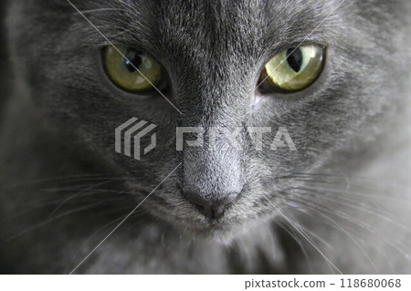 Close-up of Cat's Face with Green Cunning eyes staring intently into camera. Breed is Russian blue. Focus and Soft neutral light highlights fur on nose and mustache, half of Muzzle in shadow. 118680068