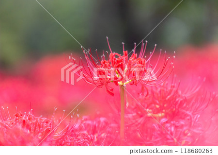 珍珠紅色束帶 118680263