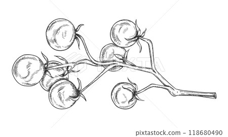 Vector illustration of sprig of cherry tomatoes. Organic vegetables, healthy harvest. Ingredients for cooking, farm products. Hand drawn illustration in line art by black inks on isolated background Vector illustration of sprig of cherry tomatoes. Organic vegetables, healthy harvest. Ingredients for cooking, farm products. Hand drawn illustration in line art by black inks on isolated background 118680490