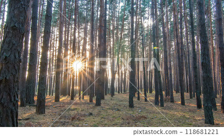 Pine forest with the last of the sun shining through the trees timelapse. 118681221
