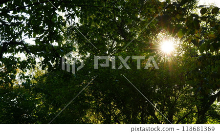 sun shining through the trees 118681369