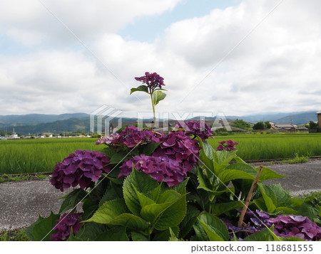雨季的天空、高町平原、繡球花(島山線附近的紫色繡球花) 雨季的天空、高町平原、繡球花(島山線附近的紫色繡球花) 118681555