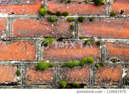 Algae and Moss Growing on an Old Red Brick Garden Wall Algae and Moss Growing on an Old Red Brick Garden Wall 118681978