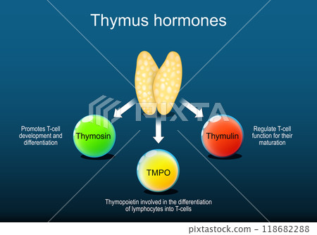Thymus hormones. human endocrine system 118682288