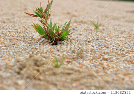 廣場上長滿了小草 118682531