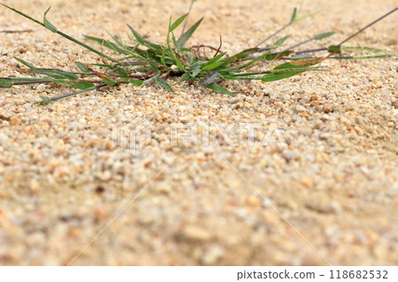 Grass growing in the square 118682532