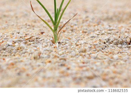 廣場上長滿了小草 廣場上長滿了小草 118682535