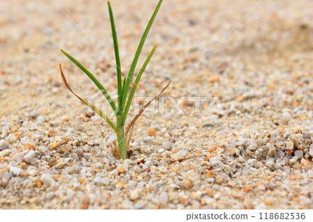 Grass growing in the square Grass growing in the square 118682536