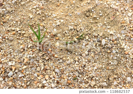 Grass growing in the square Grass growing in the square 118682537