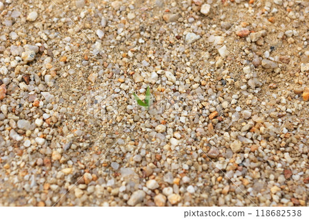 Grass growing in the square Grass growing in the square 118682538